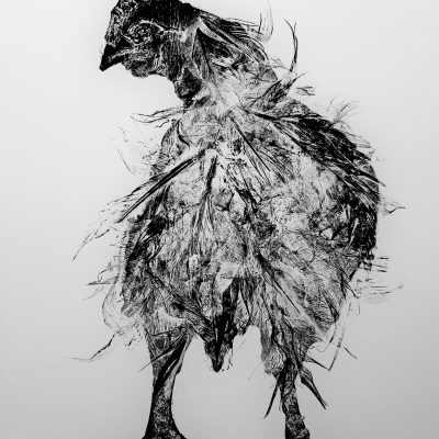 Kip met veren, graficus Anne Abbe
